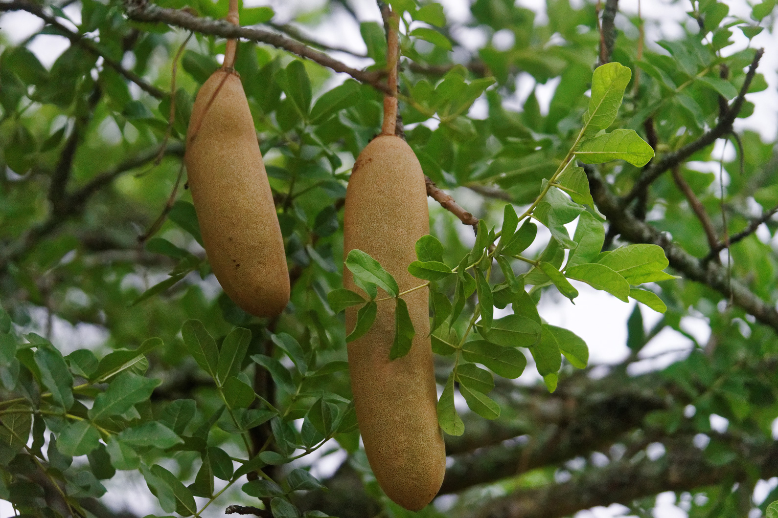 20161112 070833 Leberwurstbaum
